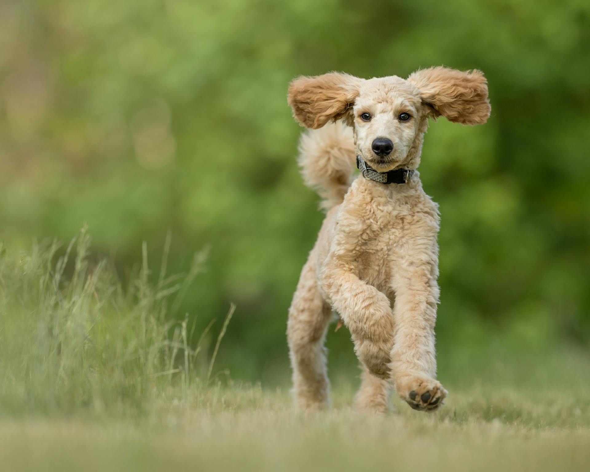 Close-Up Shot of a Poodle Running