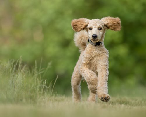 Can Animals Sense Quakes Before Us?