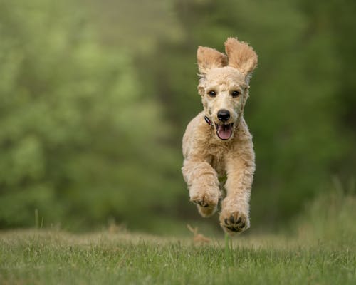 Free Brown Long Coated Small Dog Running on Green Grass Field Stock Photo