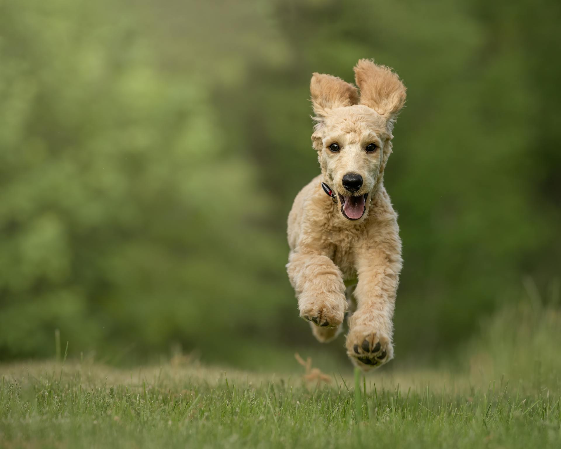 Brown Long Coated Small Dog Running on Green Grass Field