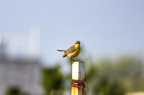 Free stock photo of animal background, background, bird