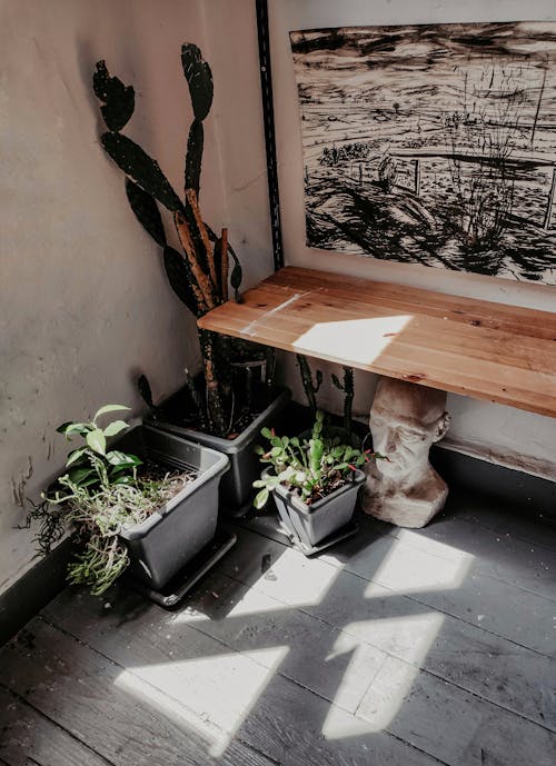 Potted Plant Under a Wooden Desk