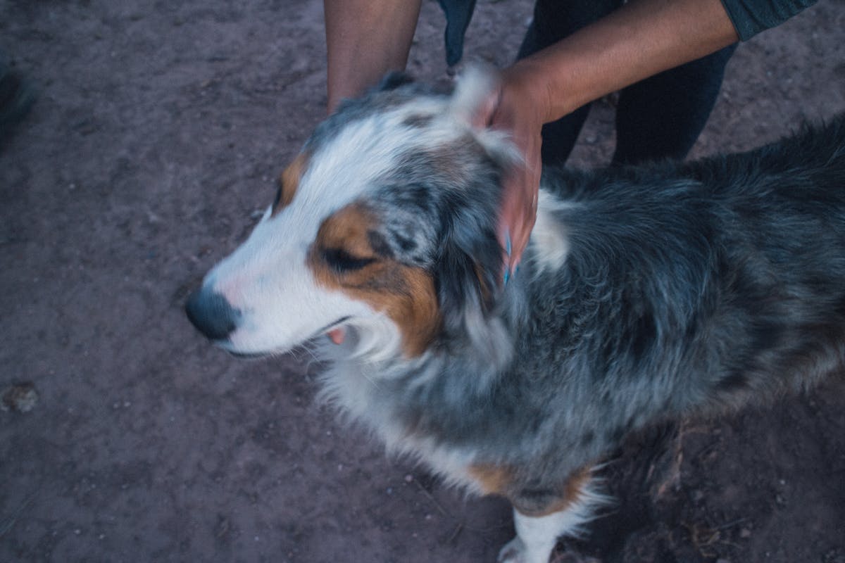 鳥類冬季顫抖保暖機制:寒冷環境下的生存科學與2026年生態啟示 鳥類冬季顫抖保暖機制:寒冷環境下的生存科學與2026年生態啟示
