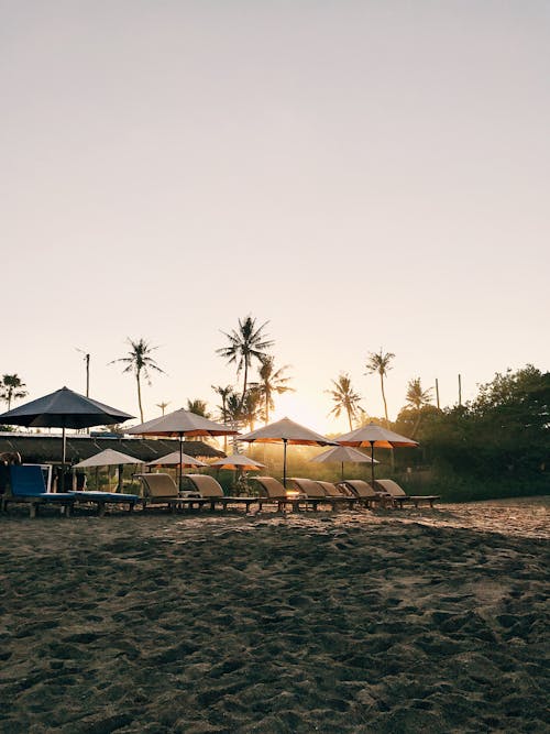 Lounge Chairs and Beach Umbrellas on the Shore of a Beach