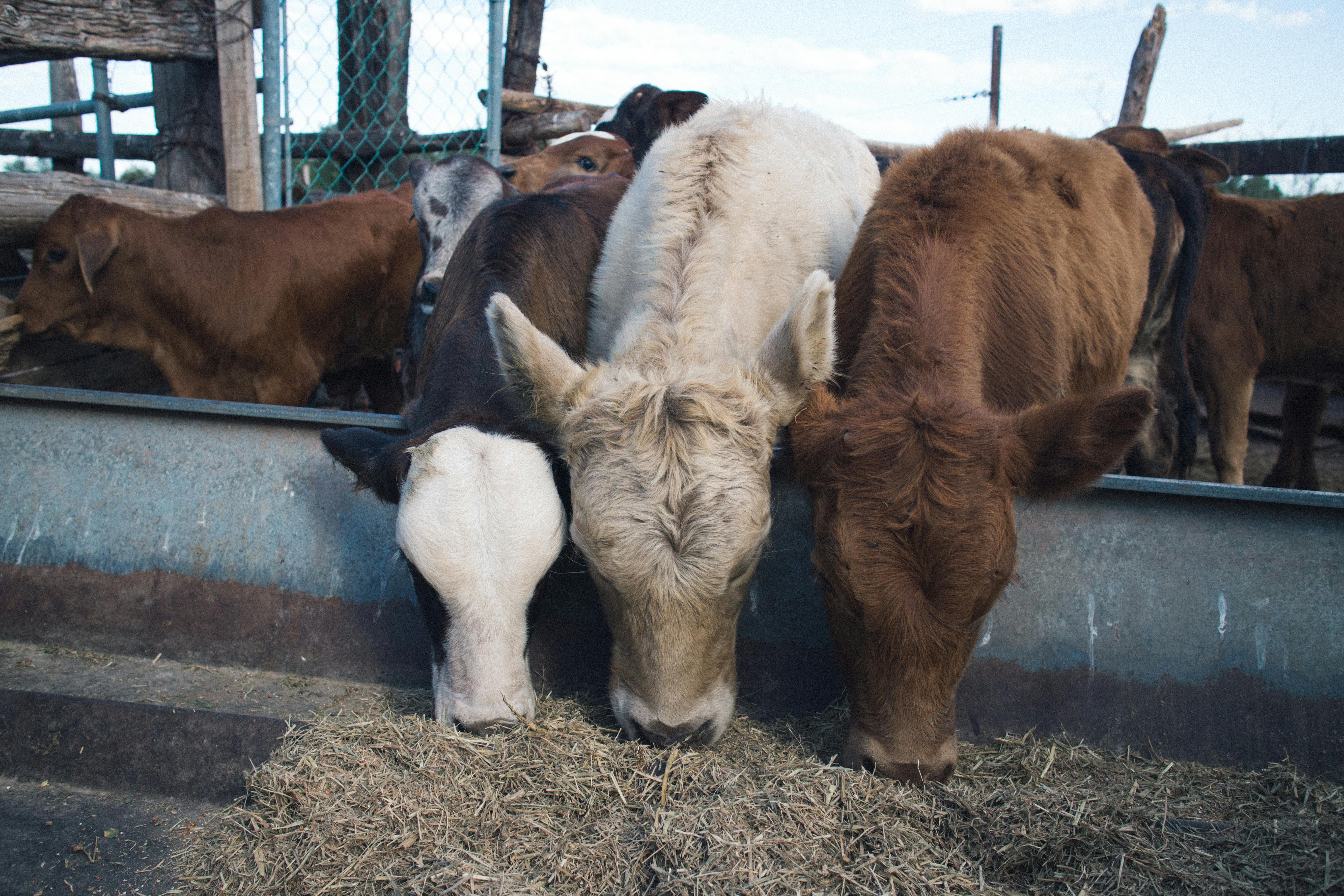 Free stock photo of animal, animal farming, cow