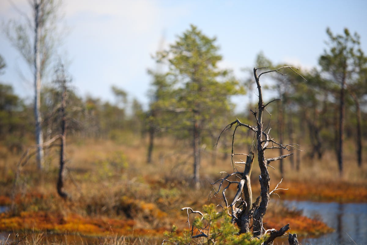 Swamp Photos, Download The BEST Free Swamp Stock Photos & HD Images