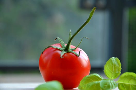 Free stock photo of tomato, vegetable, basil