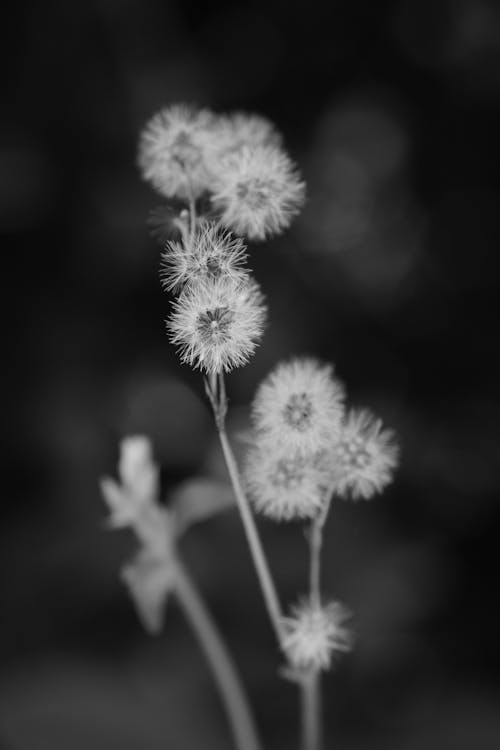 Fluffy dandelions growing on stems in countryside field