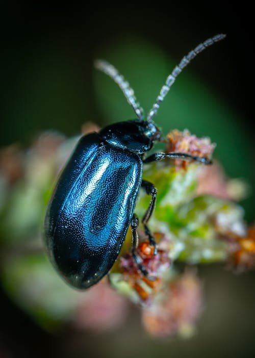 Kostenloses Stock Foto zu insekt, insektenfotografie, käfer