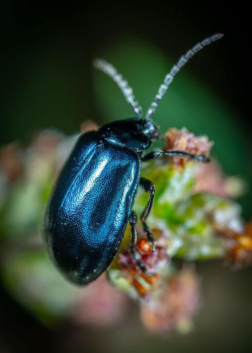 Free Detailed macro shot of a beetle on a flower with blurred background. Stock Photo