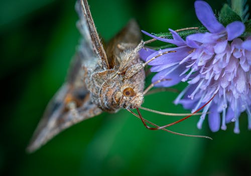 Kostenloses Stock Foto zu insekt, insektenfotografie, motte