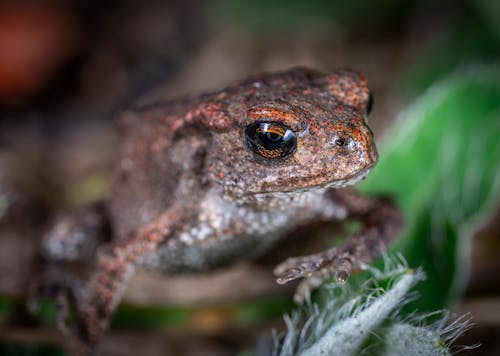 Free Close Up Shot of a Frog Stock Photo