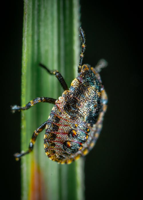 Kostenloses Stock Foto zu bunt, insekt, insektenfotografie