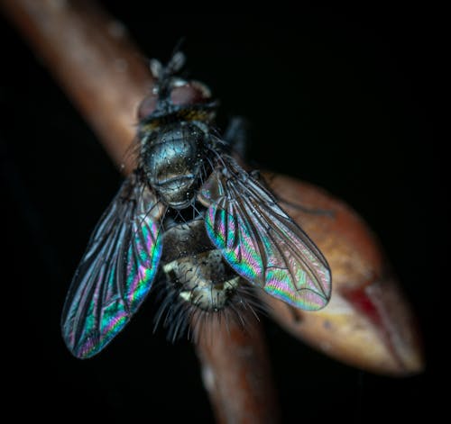 Close Up Shot of a Fly