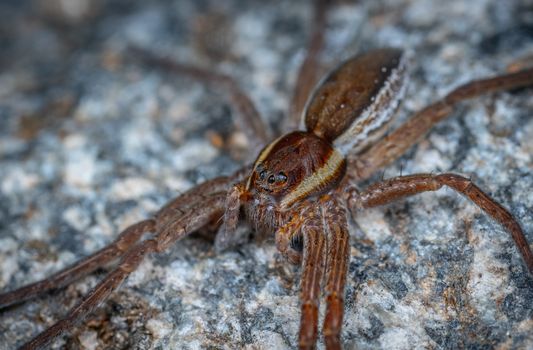 Brown Spider on White and Brown Rock