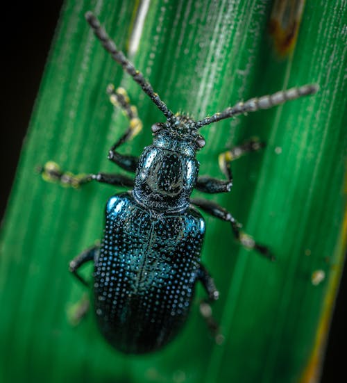 Kostenloses Stock Foto zu insekt, insektenfotografie, käfer