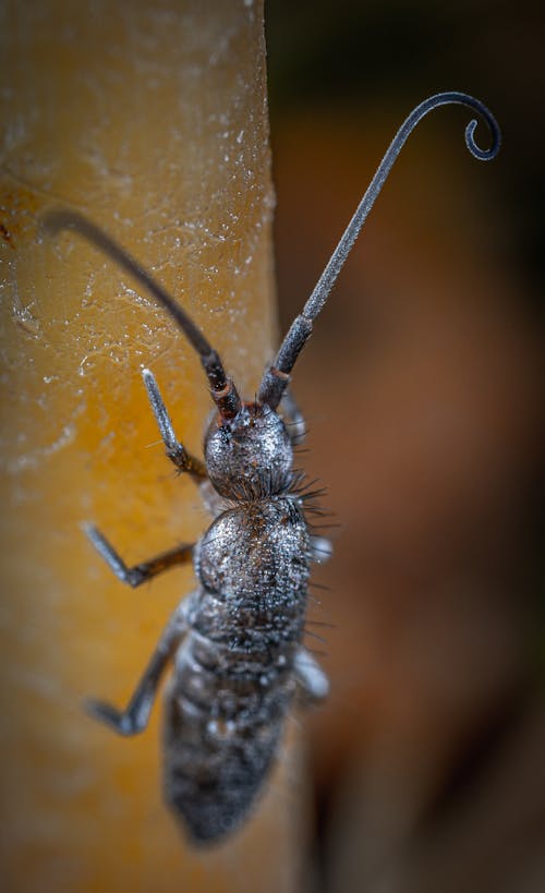 Black  Insect in Macro Photography