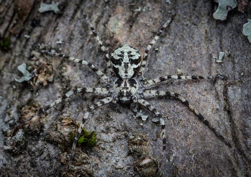 Free Detailed macro photograph of a camouflaged spider blending into tree bark. Stock Photo