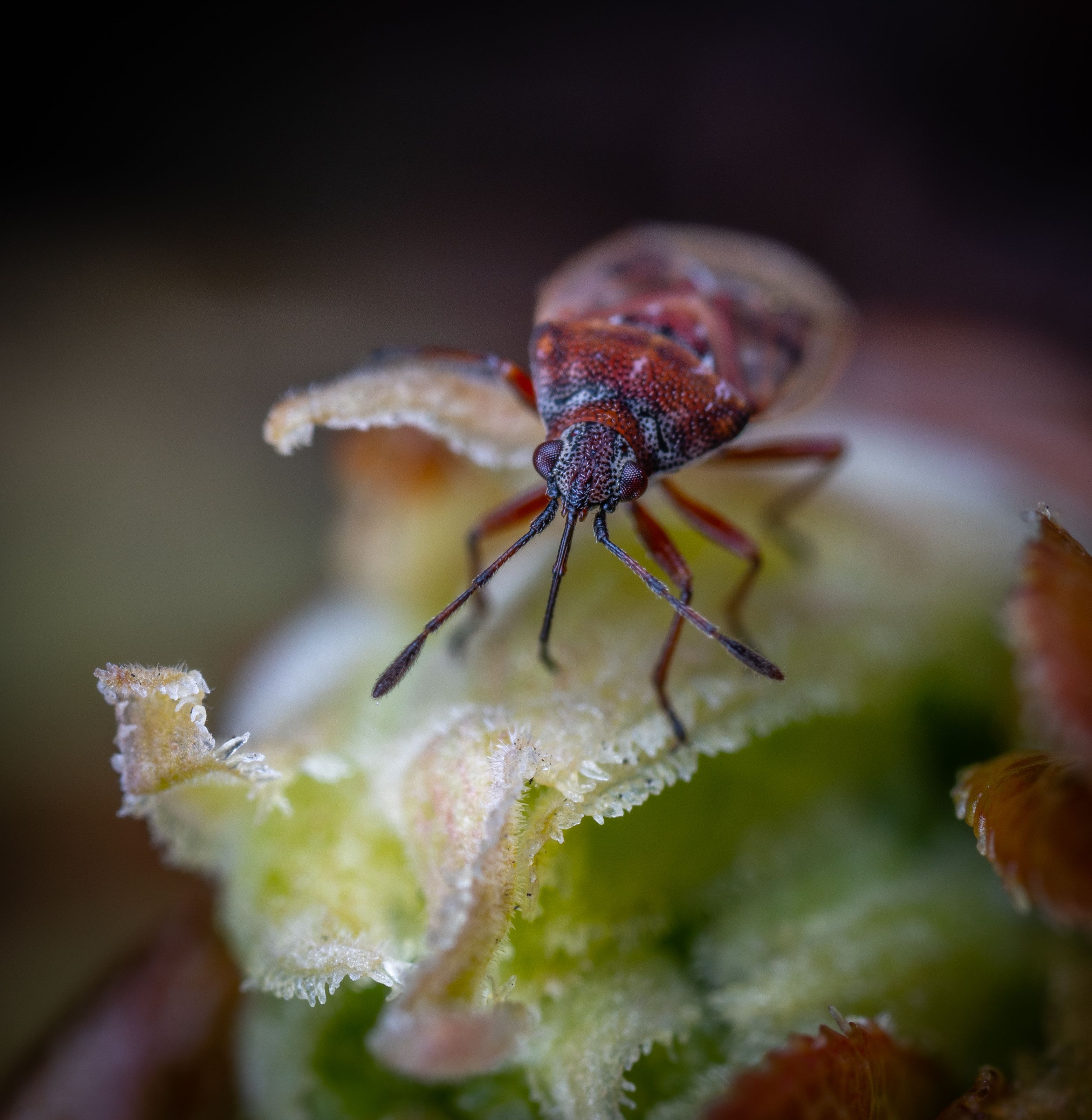 Close-up of a red cotton bug perched on a flower, showcasing its detailed texture.