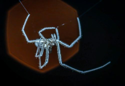 Free Detailed macro image of a spider on its web with a highlighted background. Stock Photo