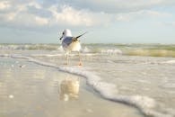 在宁静的埃文公园海滩，一只海鸥漫步，海浪轻轻拍打着海岸