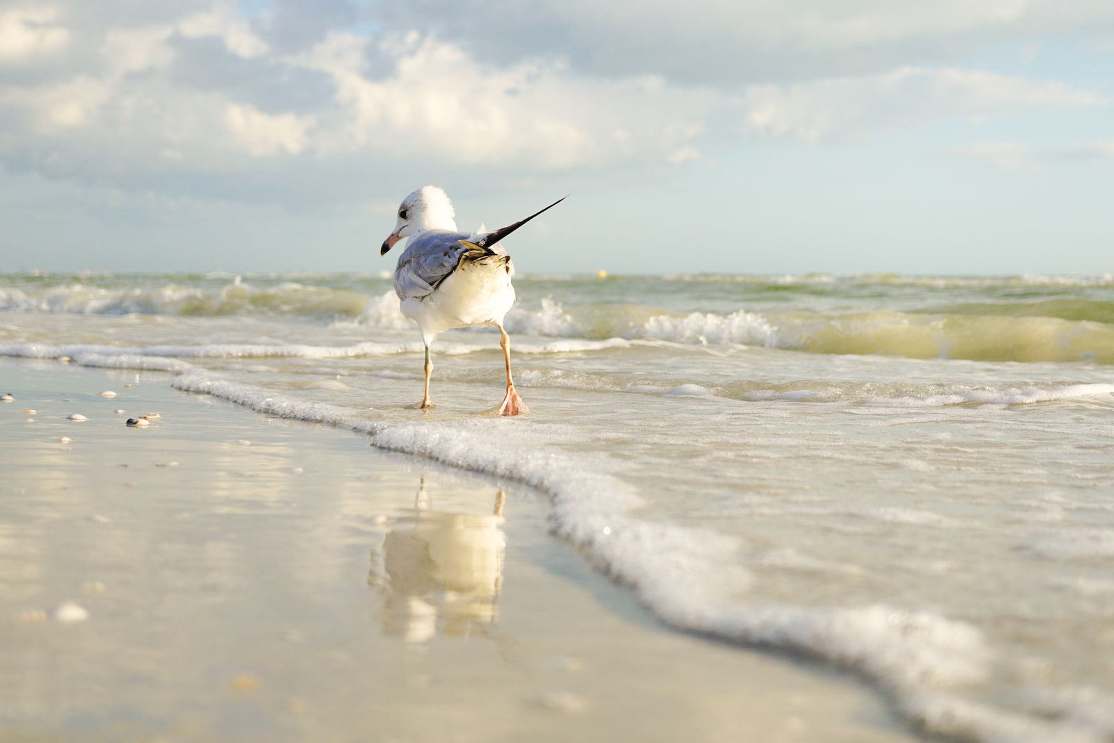 White and gray bird standing on the seaside at Avon Park beach