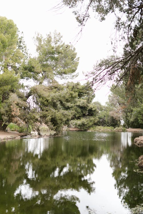 Immagine gratuita di acqua, alberi, esterno