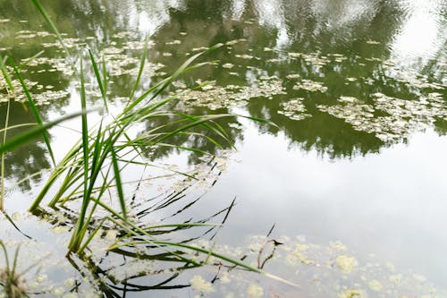 Fotobanka s bezplatnými fotkami na tému jazero, jazierko, tráva