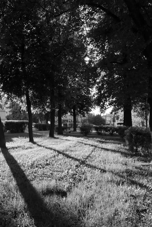 Grayscale Photo of Trees and Grass