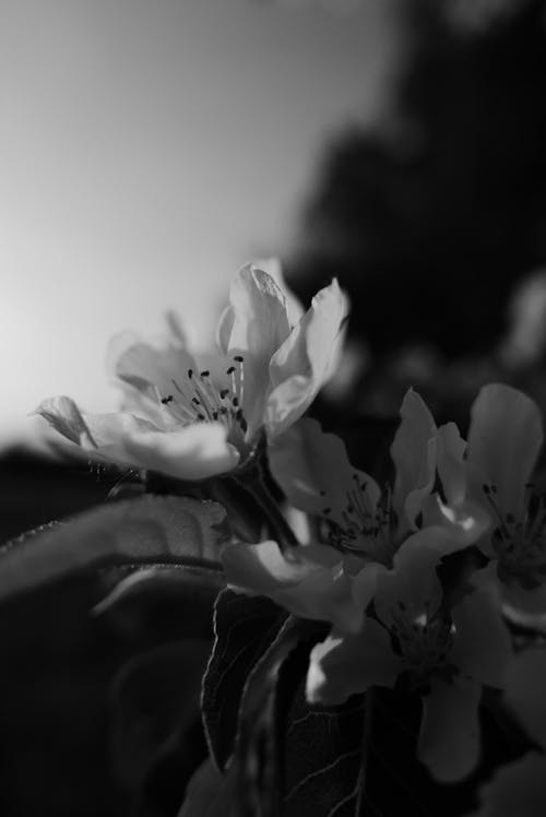 Fotobanka s bezplatnými fotkami na tému čierny a biely, flóra, hĺbka ostrosti