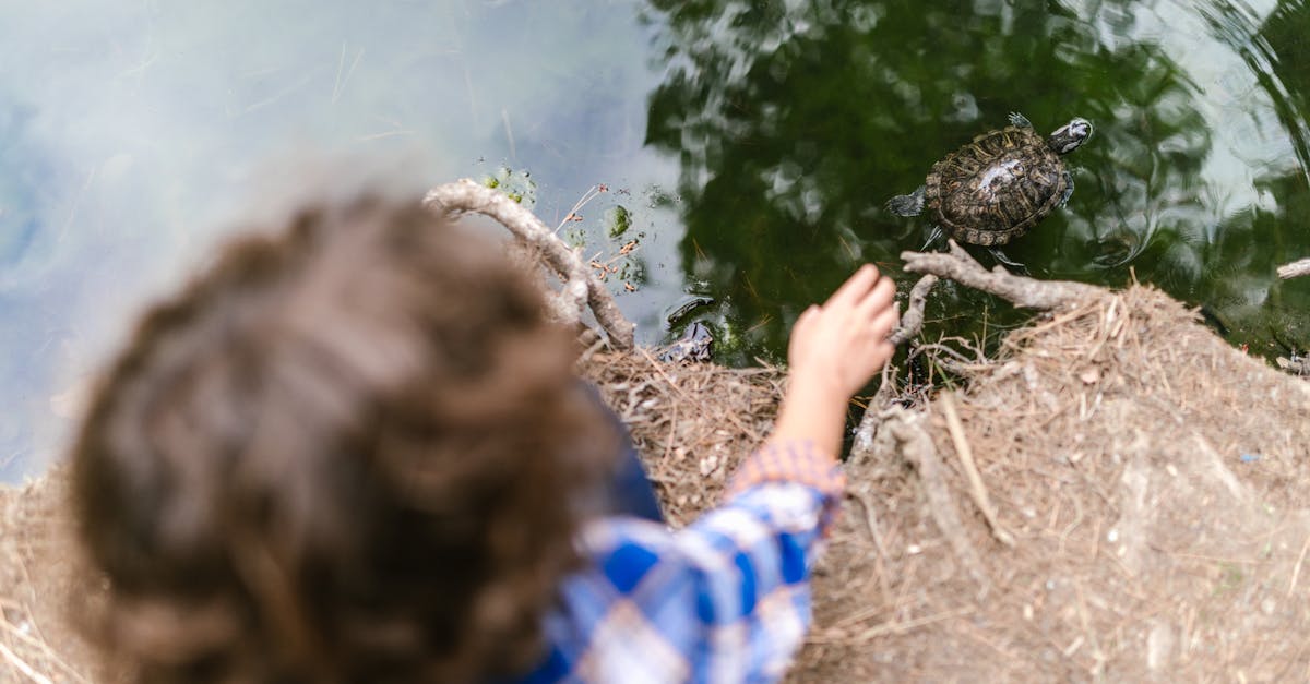 Person in Blue and White Plaid Long Sleeve Shirt Holding Brown and Black Turtle
