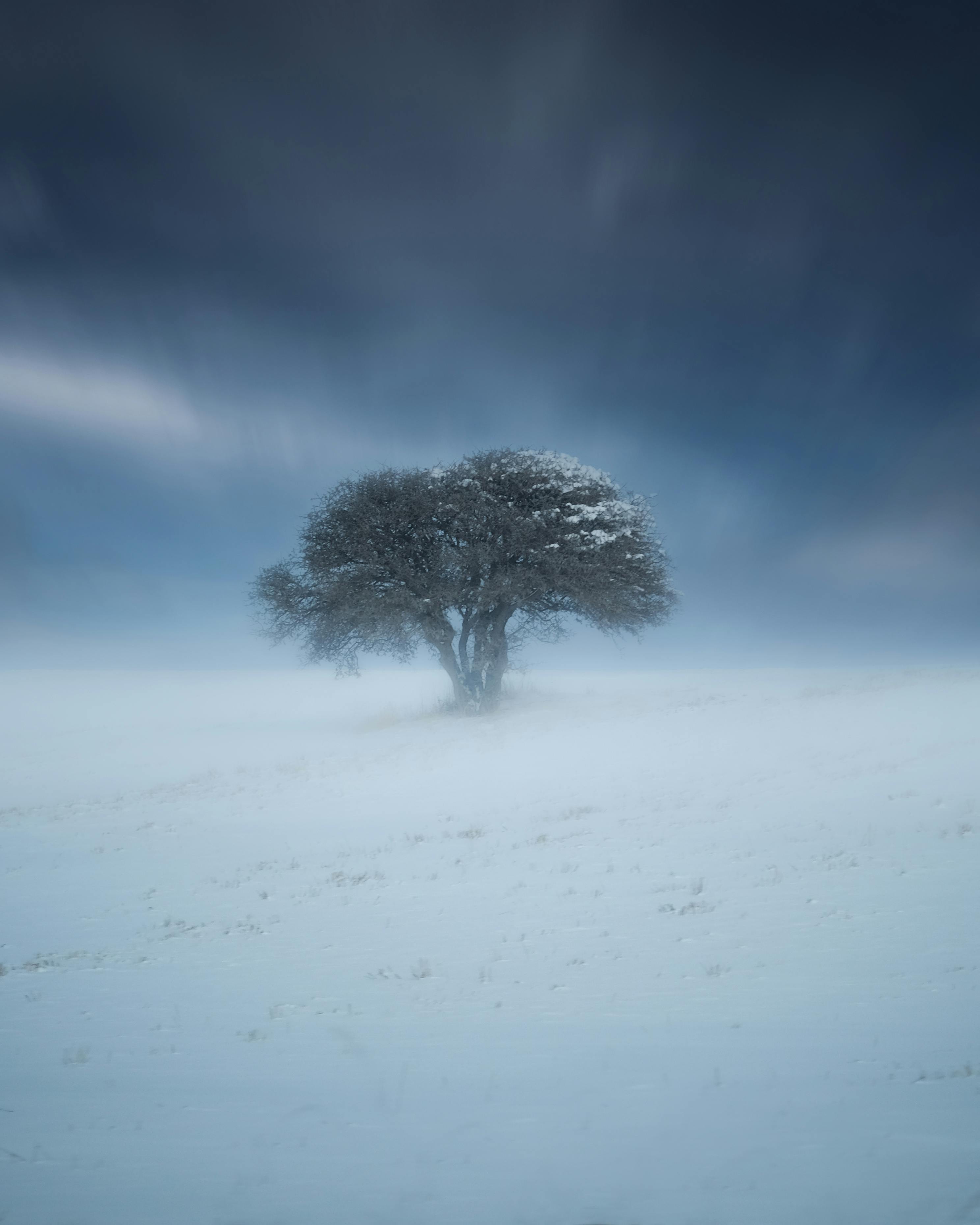Scenery landscape of lonely frozen leafless tree with lush crown covered with snow growing in field under blue gloomy sky at night