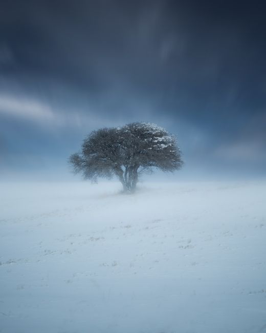 Scenery landscape of lonely frozen leafless tree with lush crown covered with snow growing in field under blue gloomy sky at night