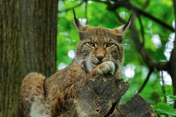 A Eurasian Lynx On A Tree