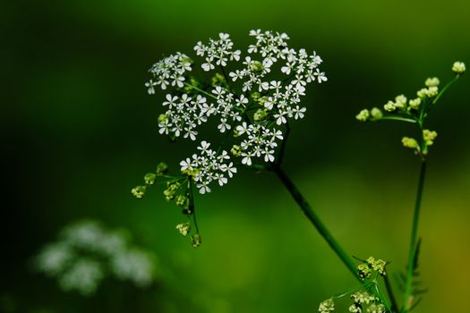 A detailed close-up of cow parsley flowers in bloom against a lush green background, symbolizing spring.