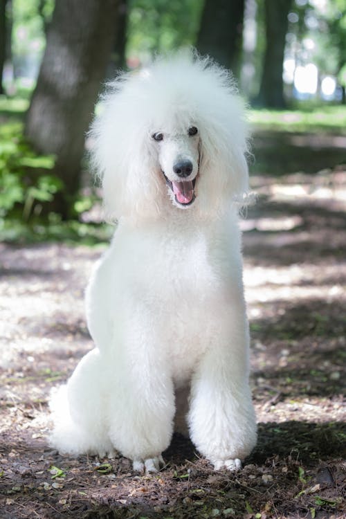 Бесплатное стоковое фото с белая собака, вертикальный выстрел, животное