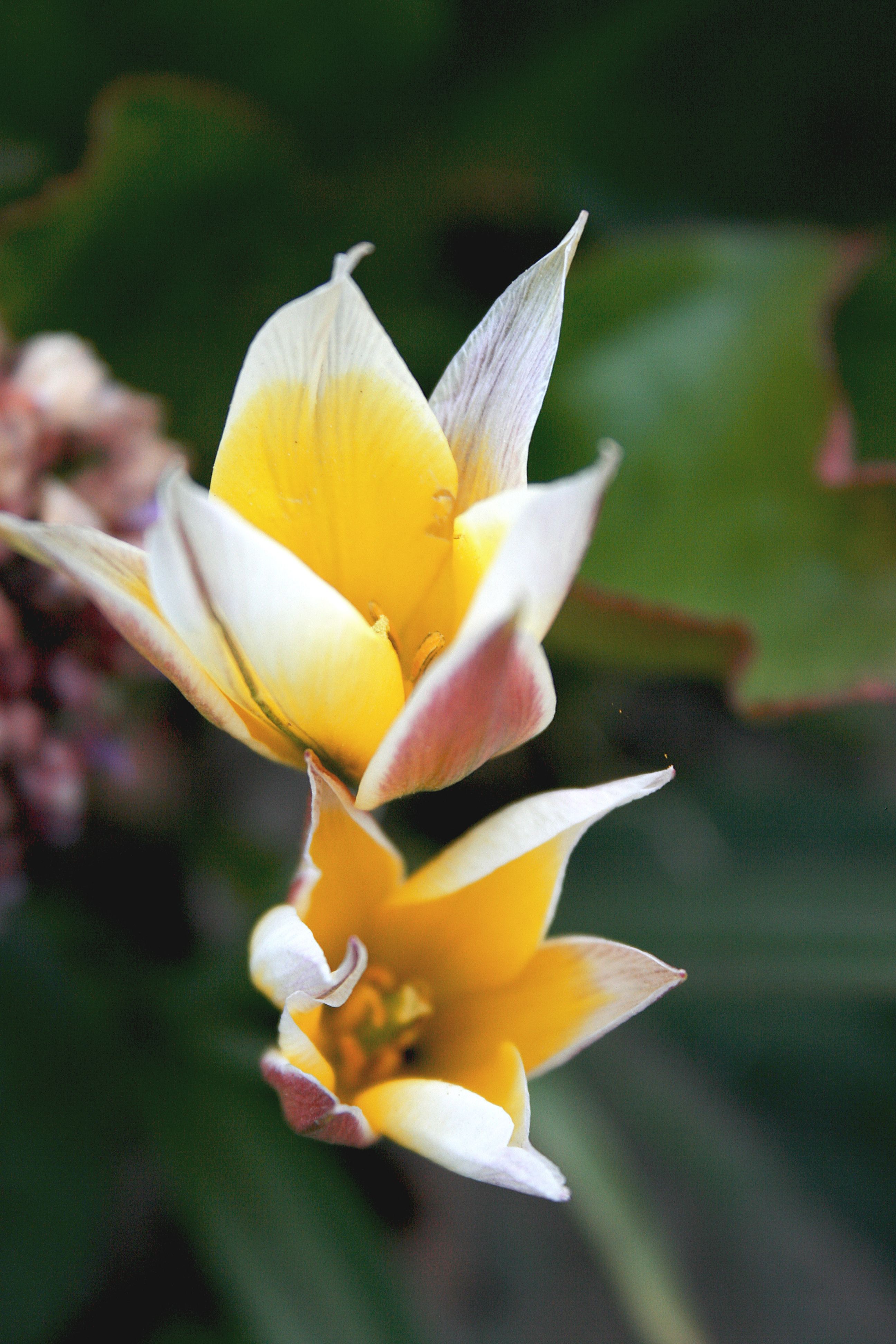 Free stock photo of bloom, blooming, blossom
