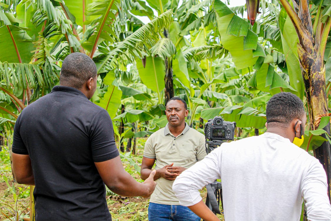 Gratis lagerfoto af afrikanske mænd, banan, blade