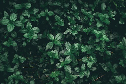 Dark Green Photos, Download The BEST Free Dark Green Stock Photos & HD  Images