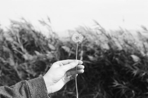 Free A person holds a dandelion against a blurred outdoor backdrop in monochrome tones. Stock Photo