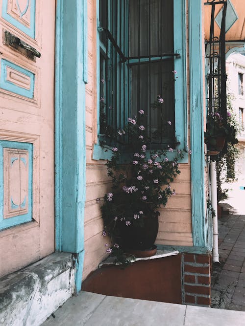 Potted Plant in the House Entrance