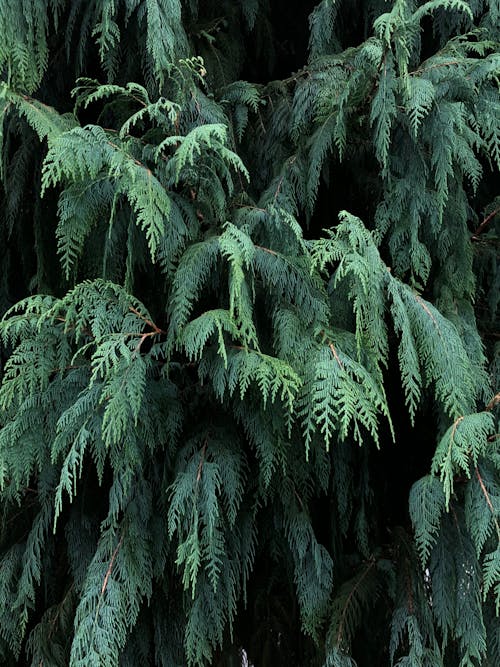 Green coniferous tree in forest