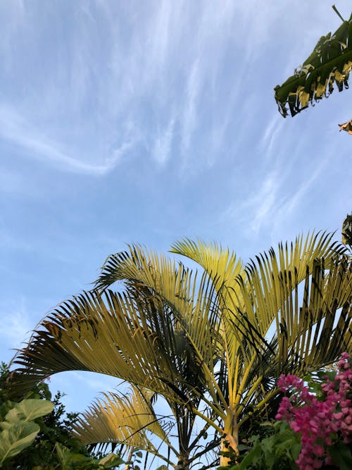 Fotos de stock gratuitas de al aire libre, árbol, botánica