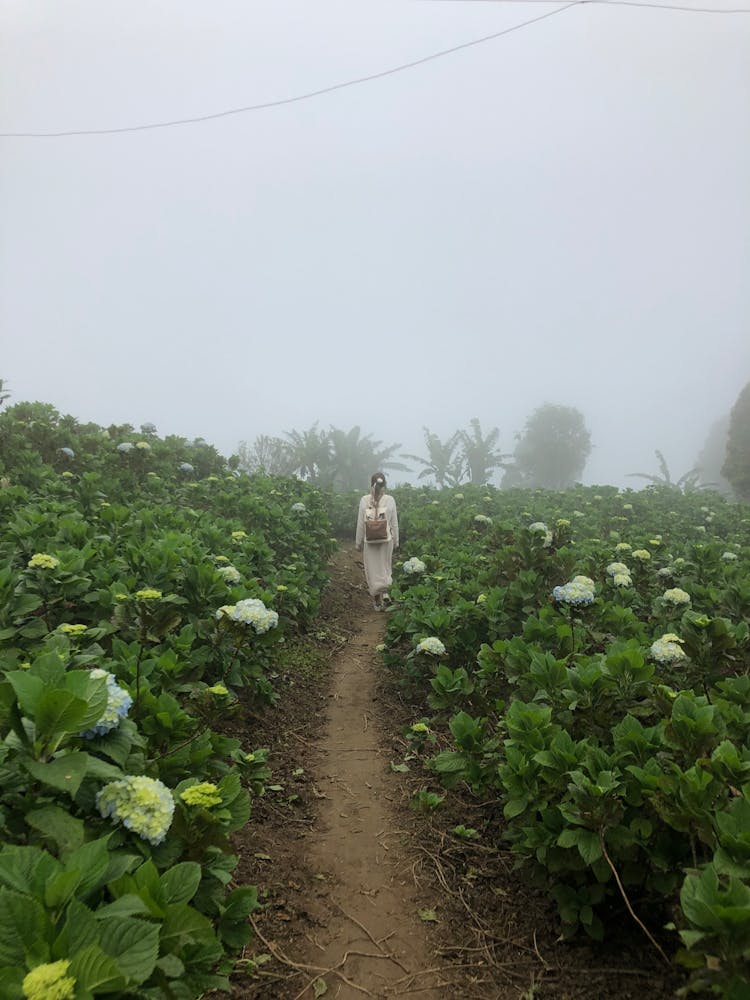 Woman Walking Across Misty Field Of Flowers