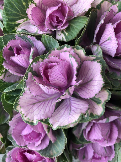 Purple Kale in Close-up Shot