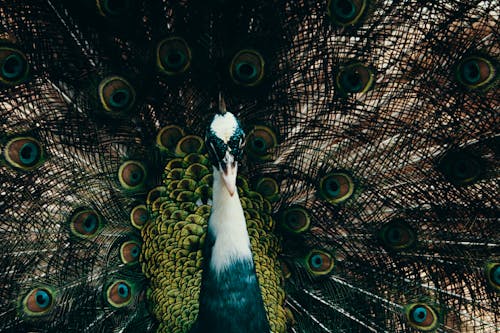 Close Up De Um Pavão