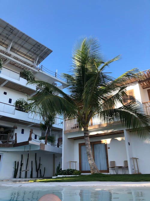 Green Palm Tree Near White Concrete Building