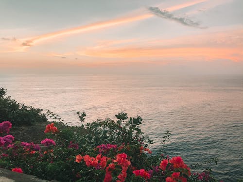 Blooming Bushes by a Sea at Sunset 
