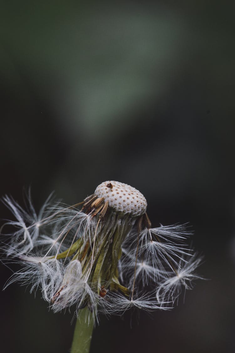 Dandelion Flower On Blur Background