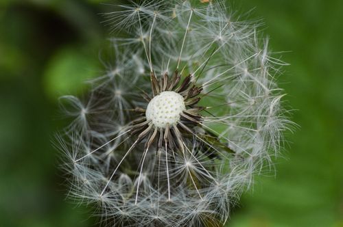 Free Close-up image of a delicate dandelion seed head showcasing nature's intricate beauty. Stock Photo